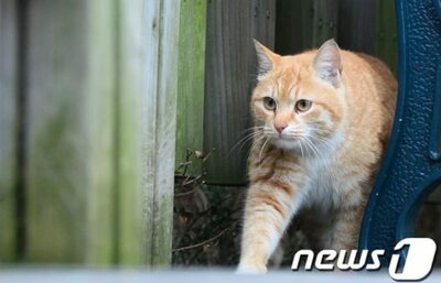 韓国の猫、高病原性鳥インフルエンザ確定…死亡の38匹のうち2匹に症状