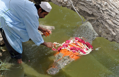 カラチのイスラム教祭典、神聖な生き物ワニもおめかし