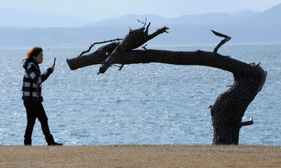 辰年に天かける竜、宮城・気仙沼の被災松