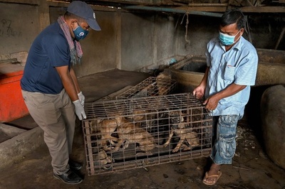犬の食肉処理場を閉鎖、25年で100万匹超を処理 カンボジア