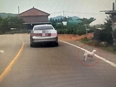 後部ドアが閉まり、すぐ走り去った車…韓国・道路に残されたのは「こぎれいな」犬