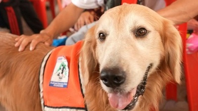 動画:タイの救助犬 倒壊ビル現場で待機する家族の心の支えに