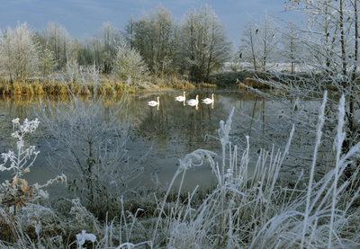 零下のポーランド、湖を泳ぐ白鳥