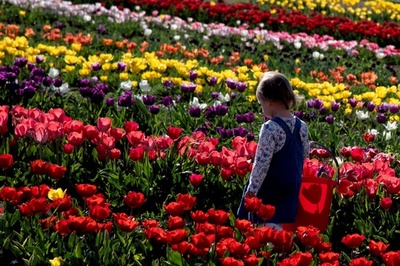 伊ローマでチューリップが見頃 花摘みも 