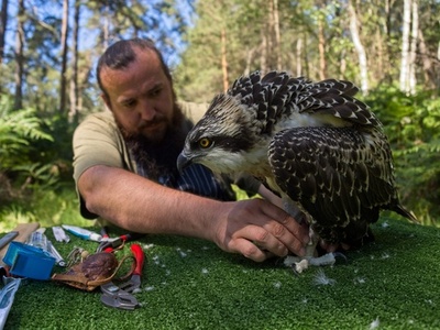 ミサゴ、仏のつがい100組のみに 保護活動で足環