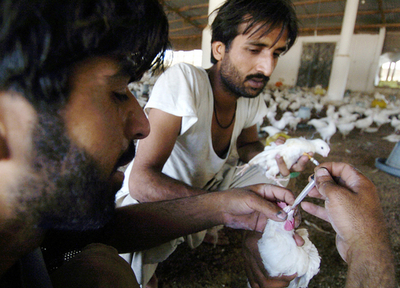 パキスタンで国内初の鳥インフルエンザによる死者