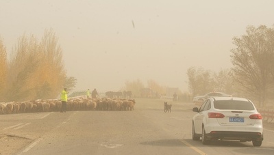 砂嵐が発生、家畜連れの遊牧民をエスコート 新疆