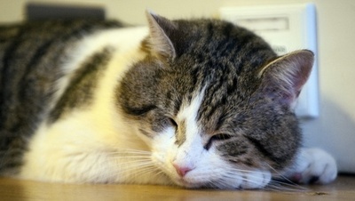 ネコアレルギーの仕組みを解明か、新治療法開発に期待