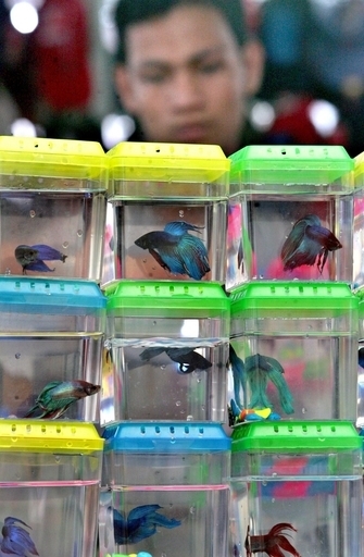 豪動物愛護団体、魚入り水槽付きスピーカー“iPond”の販売禁止を求める