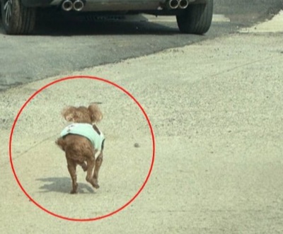 韓国で続出する「ペットを置き去りにする」飼い主…市民が怒りの告発
