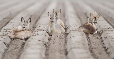 畝の間が落ち着くの？ ドイツのノロジカ