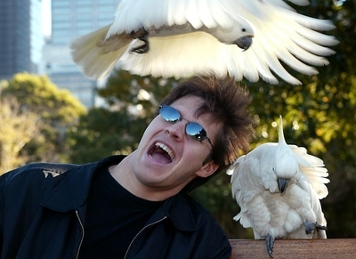 強いトビほど巣を飾る、スペイン研究