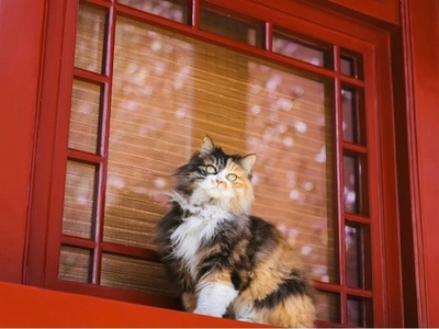 【故宮百年】故宮の猫たち――紫禁城を守る「生きた文化財」