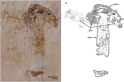 1億1500万年前のキノコの化石、ブラジルで発見