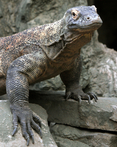 コモドオオトカゲにかまれ男性死亡、インドネシア