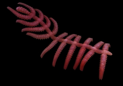 「歩くサボテン」の化石発見、節足動物の進化解明に光