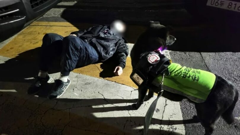 路上で酔いつぶれた男性の周囲を見守る「オイジ」＝ソウル市提供(c)MONEYTODAY