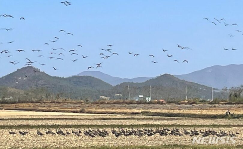 冬の渡り鳥の到来地である霊岩湖（ヨンアムホ）の浮島（写真=全羅南道提供）(c)NEWSIS