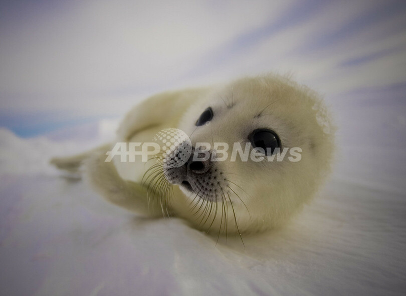 タテゴトアザラシの赤ちゃんが姿を見せる　カナダ