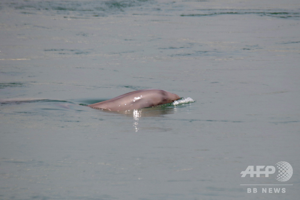 一週間で2頭のスナメリが死ぬ 揚子江の湖南 湖北流域で 写真2枚 国際ニュース Afpbb News