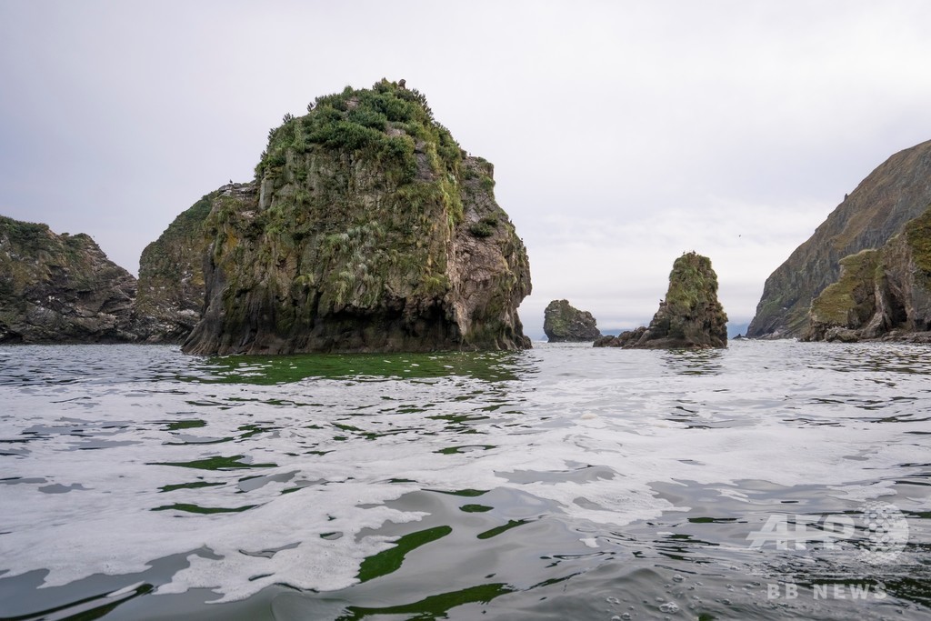 カムチャツカ海洋生物大量死、原因は有害な藻の発生 ロシア科学者 カムチャツカ海洋生物大量死、原因は有害な藻の発生 ロシア科学者