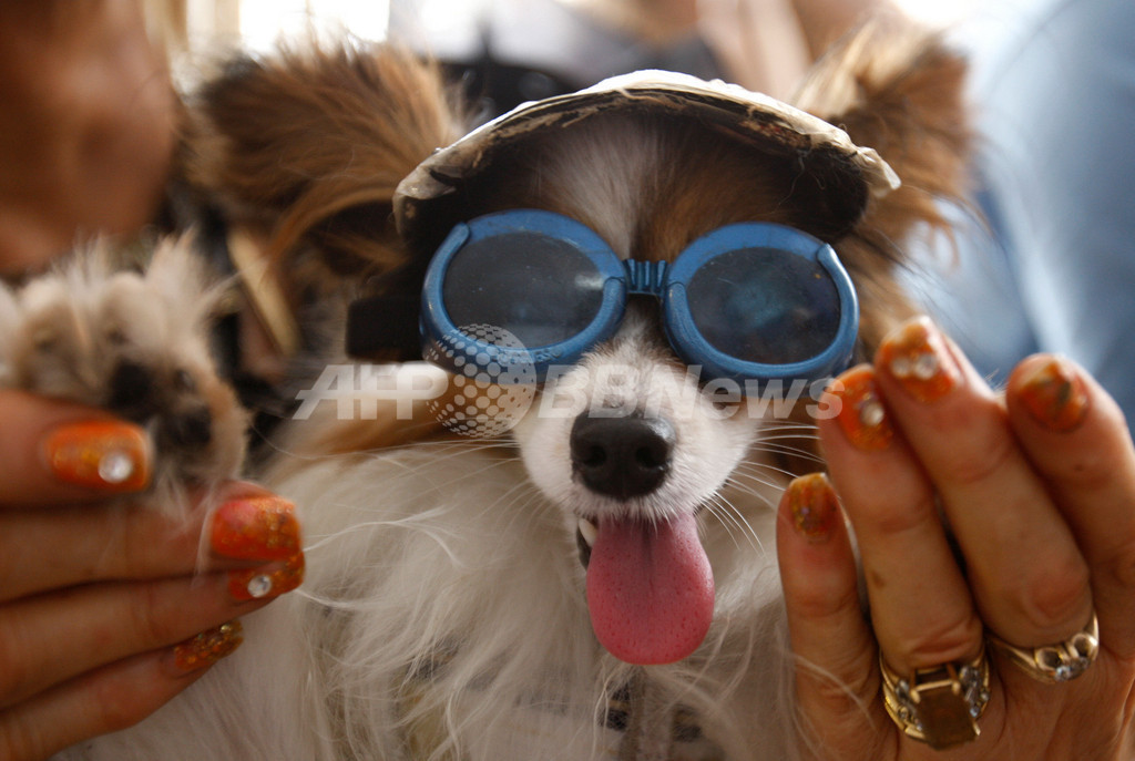 ピクサー3dアニメのしゃべる犬 パルム ドッグ 賞を受賞 写真3枚 国際ニュース Afpbb News