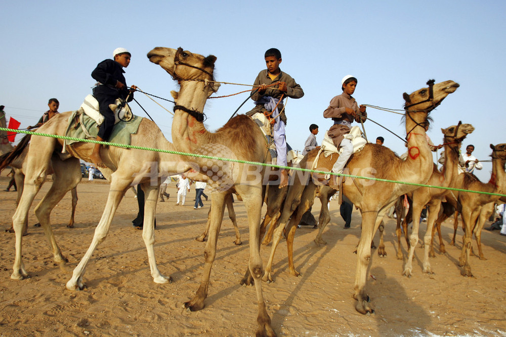 エジプト遊牧民のラクダ・レース 写真5枚 国際ニュース：AFPBB News