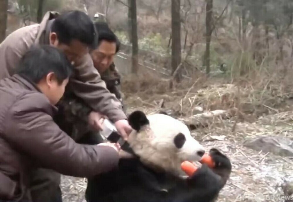 中国パンダ保護研究センター 写真集「中国保護大熊猫研究中心」CCRCGP-