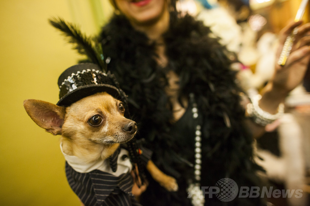 【特集】「美犬」大集合、米ドッグショー写真集