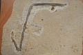 フランスからブラジルに返還された白亜紀の翼竜の化石（2022年5月24日撮影）。(c) JEAN-FRANCOIS MONIER / AFP
