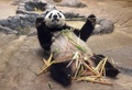 東京の上野動物園で飼育されているジャイアントパンダの「シンシン」（2017年5月24日撮影）。(c)Kazuhiro NOGI / AFP