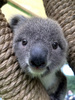 コアラの赤ちゃん。台湾の台北市立動物園で。同園提供（撮影日不明、2020年9月24日公開）。(c)AFP PHOTO / TAIPEI ZOO