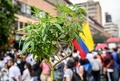 大麻草。コロンビア・メデジンで開かれたマリフアナ合法化と反政府デモへの支持を訴える集会で（2021年5月8日撮影）。(c)Joaquin SARMIENTO / AFP