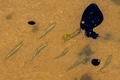 ブラジル・バイア州サルバドルのペドラドサルビーチで、原油の下を泳ぐ魚（2019年10月18日撮影）。(c)AFP / Mateus Morbeck