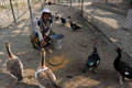パキスタン北西部にある野生動物保護公園クンドパーク（Kund　Park)で、ガチョウに餌をやる職員（2010年12月6日撮影）。(c)AFP/A MAJEED