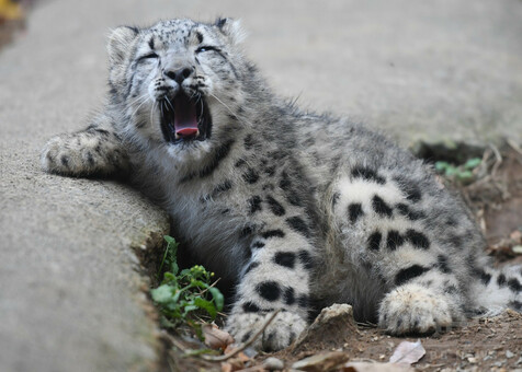 ユキヒョウ赤ちゃんすくすく成長 多摩動物公園で公開 写真20枚 国際