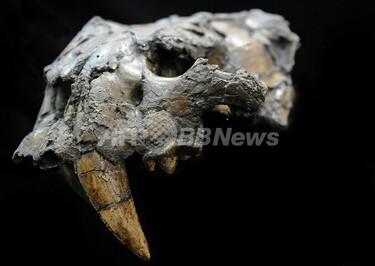 1800万年前の巨大ネコ、南米から初の化石 写真1枚 国際ニュース：AFPBB News