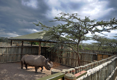 絶滅危惧種キタシロサイ、米動物園で死ぬ 残り5頭に