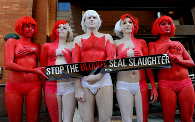 アザラシ猟反対訴えるPETA、赤白に塗った体でカナダの国旗に