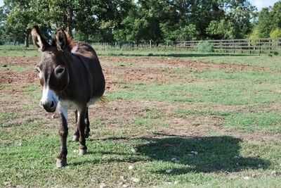 ｢売春婦が一夜でロバに｣、恋に落ちたと語る男 ジンバブエ