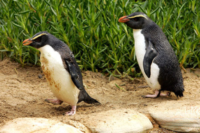 海を渡ったペンギン、シドニーでお見合い - オーストラリア