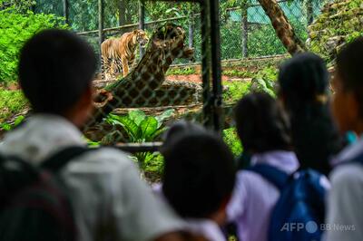 英動物園でトラに襲われ男性死亡、飼育エリアに立ち入り