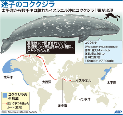 【図解】イスラエル沖の迷いクジラはどこから？