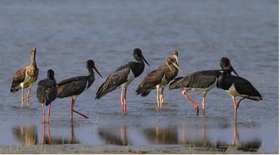 生態保護レッドラインで美しい大自然を守る 中国