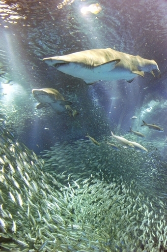 サメの襲撃が多い日は「8月・新月・日曜日」、米研究