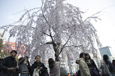 東京にも春の気配、桜徐々に見頃に