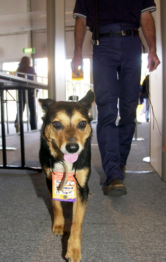 毒ヘビと死闘、飼い主救った牧羊犬が昏睡状態に