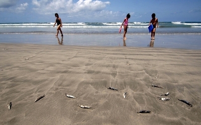 温暖化で貝毒増える恐れ、米研究