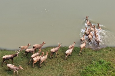 39頭から8500頭に 中国が世界最大のシフゾウ遺伝子バンクを再構築 