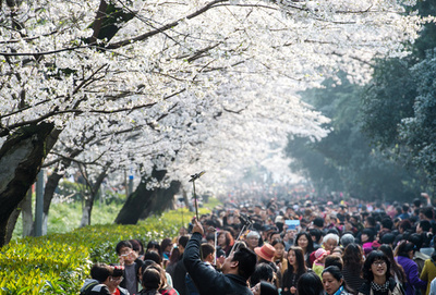中国・武漢で桜満開、大勢の花見客